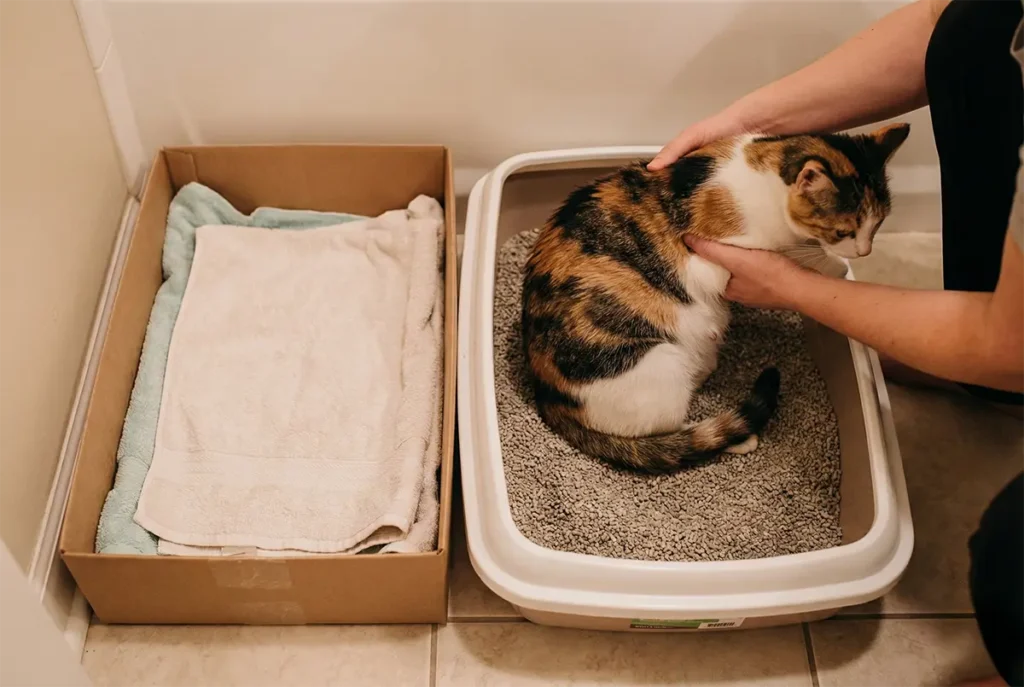 Owner gently moving a pregnant calico cat from a litter box to a safe cardboard nesting box lined with towels