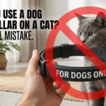 The Fatal Mistake: Can You Use a Dog Flea Collar on a Cat?